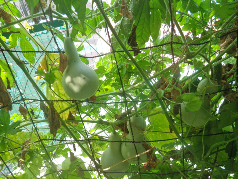 ヒョウタン　葉っぱ